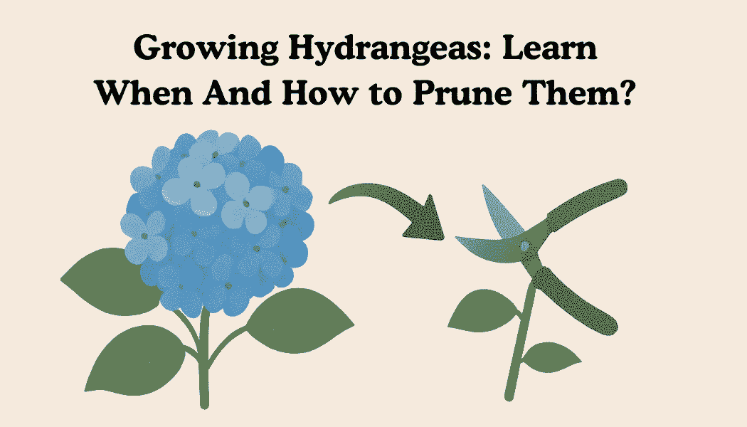 Growing Hydrangeas: Learn when and how to prune them?